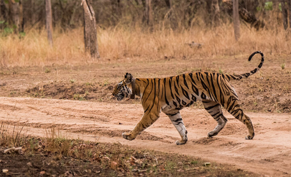 Panna Nationalpark